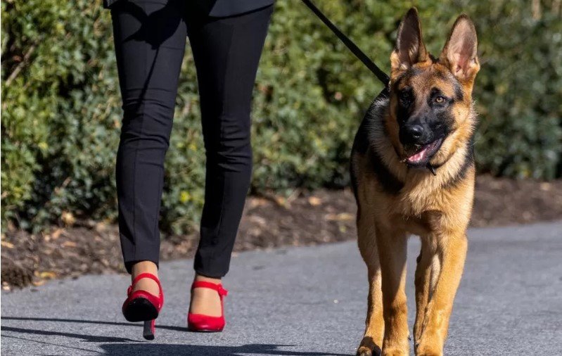 Biden dog bites another secret service agent