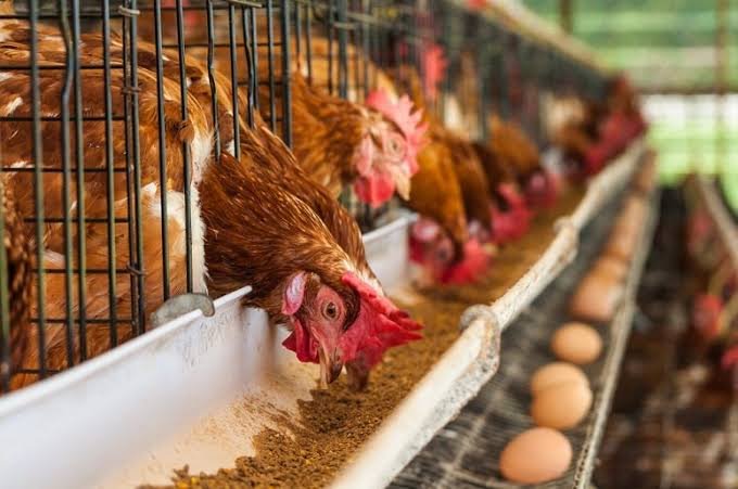 Escalating cost of Grains: Lagos Poultry Farmers Cry Out for Help, Seek Import License